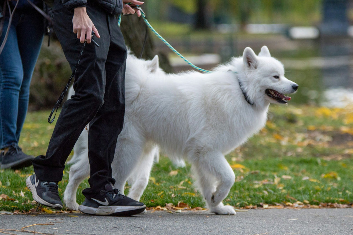Samoyedo blanco paseando con la correa floja junto a su dueño