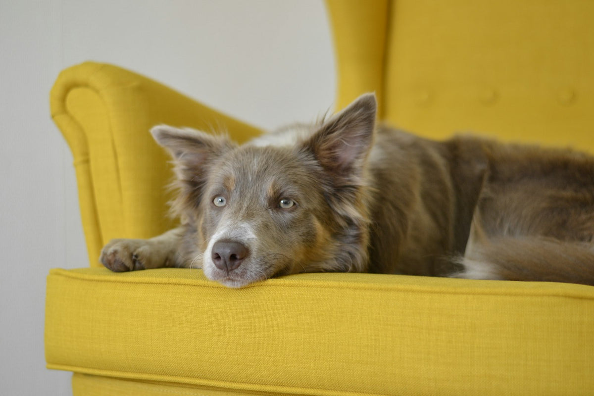 Perro descansando en un sillón amarillo