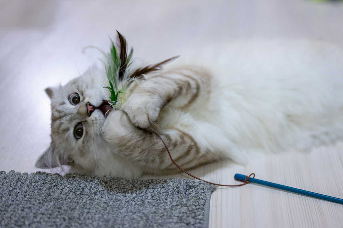 Gatito jugando con una caña de plumas en el suelo de casa