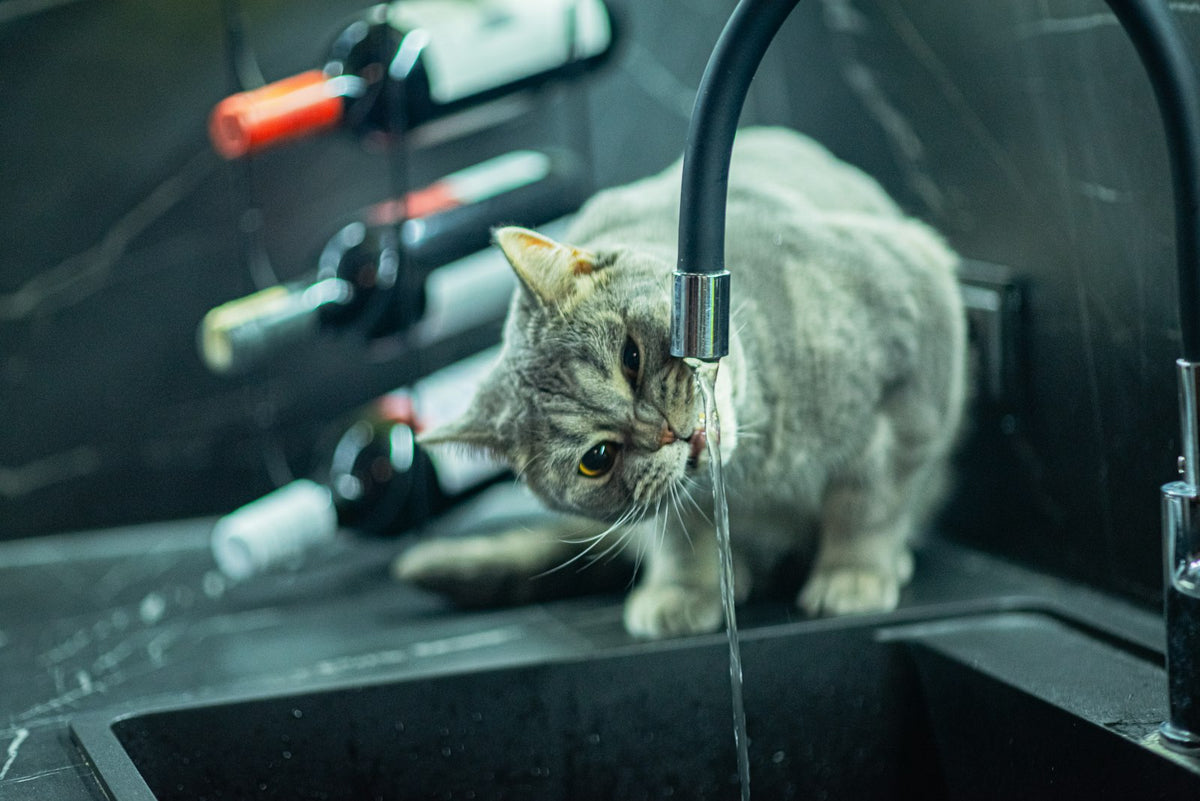 Gato gris bebiendo agua del chorro de un grifo negro