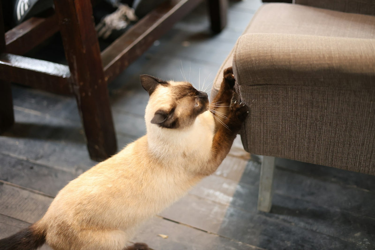 Gato siamés arañando el lateral de un sofá