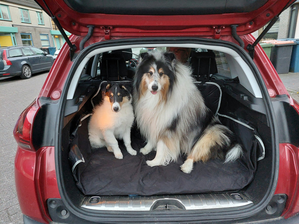 Dos perros pastores sentados en el maletero protegido de un coche rojo
