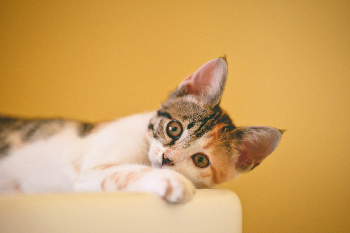 Gato relajado sobre fondo amarillo — colección Gatos PetConfort