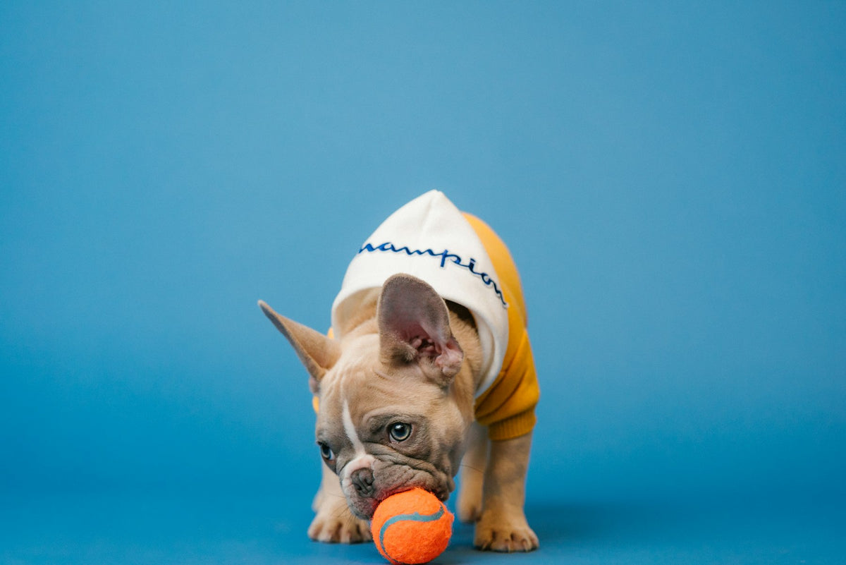 Bulldog francés jugando con una pelota — colección Perros PetConfort