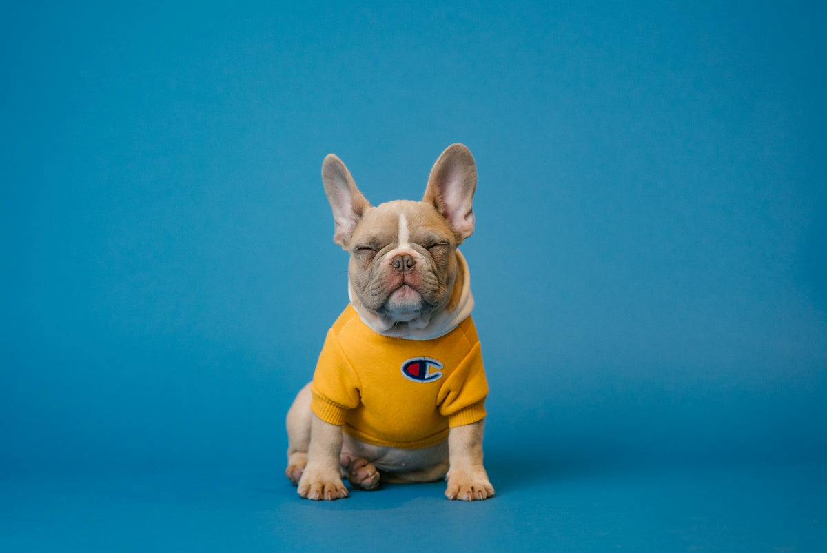 Bulldog francés con sudadera amarilla sobre fondo azul